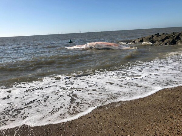 Βρετανία: Νεκρή φάλαινα 12 μέτρων ξεβράστηκε στο Έσεξ