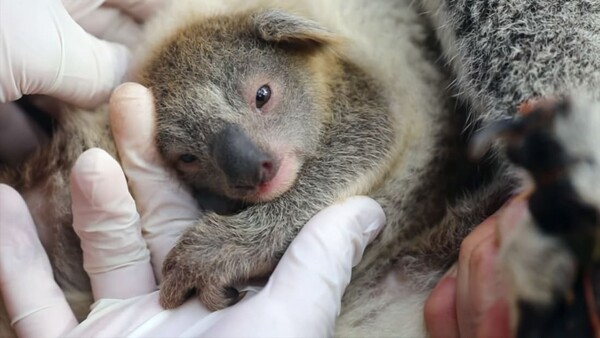 Αυστραλία: Νεογέννητο κοάλα σε πάρκο άγριων ζώων - Το πρώτο μετά τις καταστροφικές πυρκαγιές