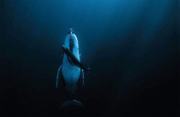 Η φωτογραφία των 120.000 δολαρίων- Μια φάλαινα κοιμάται δίπλα στο μικρό της