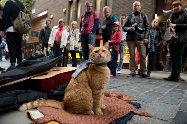 A Street Cat Named Bob: Πέθανε ο αδέσποτος γάτος που ενέπνευσε το διάσημο βιβλίο