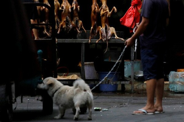 Ξεκίνησε ξανά στην Κίνα το φεστιβάλ κατανάλωσης κρέατος σκύλου: «Θα πάρει χρόνο η απαγόρευση»