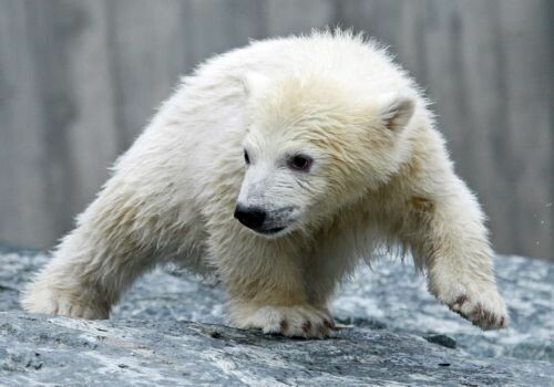 H PETA ζητάει την στειρωση του Knut