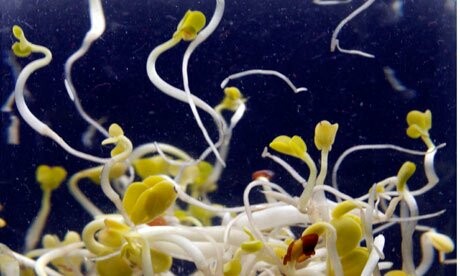 Τις φύτρες φασολιών κατηγορούν τώρα οι γερμανικές αρχές για το θανατηφόρο E.coli