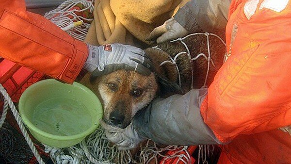 Απίστευτο-Βρέθηκε σκυλί να πλέει στα συντρίμμια 3 εβδομάδες μετά το τσουνάμι(video)