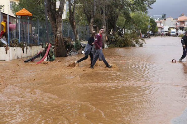 Καταστροφή, νεκρά ζώα και χάος στη δυτική Αττική - Εικόνες σοκ