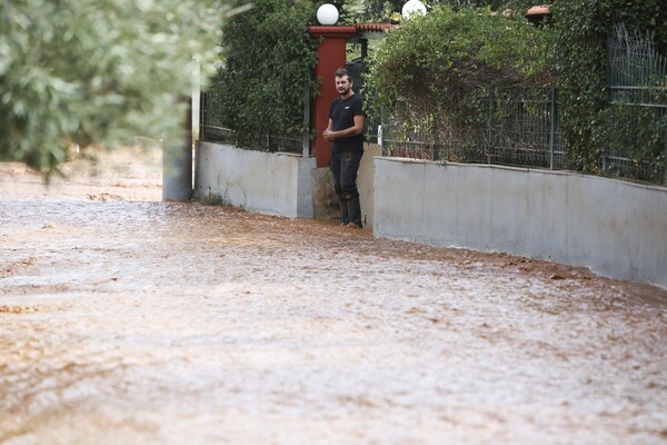 Καταστροφή, νεκρά ζώα και χάος στη δυτική Αττική - Εικόνες σοκ