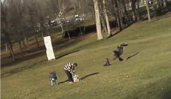Χρυσαετός αρπάζει παιδάκι από πάρκο στο Μόντρεαλ!