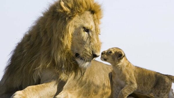 Μικρό λιοντάρι συναντάει τον πατέρα του για πρώτη φορά