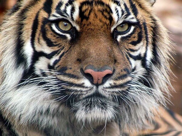 Οι τίγρεις της Ινδίας απειλούνται από τα αυξανόμενα ορυχεία γαιάνθρακα