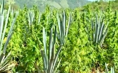 Οι μεξικάνοι παραγωγοί μαριχουάνας μπαίνουν στο στόχαστρο