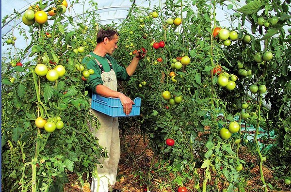 7 στους 10 γονείς θέλουν τώρα να γίνουν τα παιδιά τους αγρότες