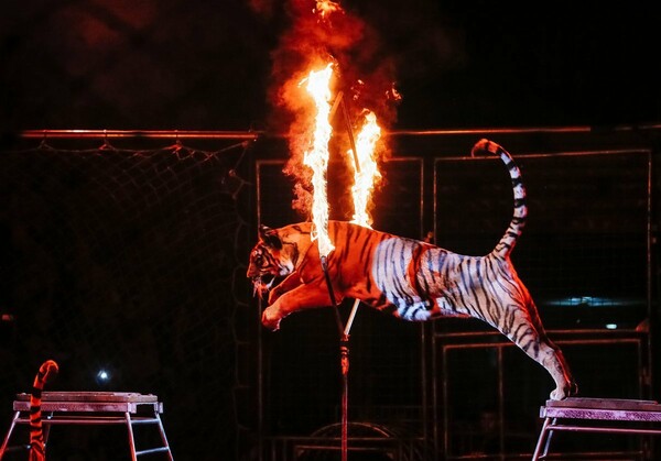 Το Παρίσι θα απαγορεύσει τα άγρια ζώα σε τσίρκο