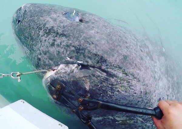 Γροιλανδία: Ψάρεψαν καρχαρία που πιστεύεται ότι μπορεί να είναι 512 ετών