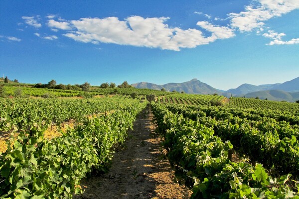 H ιστορία του Γιάννη Τσέλεπου είναι συνδεδεμένη με την άνοιξη του ελληνικού κρασιού