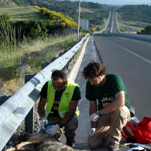 Νεκρή λύκαινα σε τροχαίο στην Καστοριά