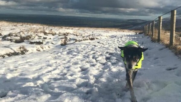 Ουαλία: Σκύλος βρέθηκε μετά από 10 μέρες χαμένος στα χιόνια
