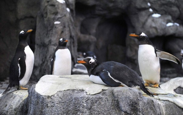 Το πολικό ψύχος χάλασε τις βόλτες των βασιλικών πιγκουίνων στον Καναδά