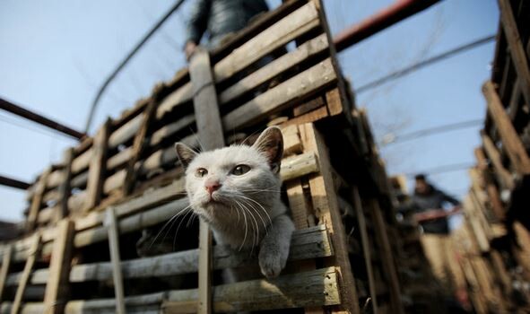 Aκτιβιστές έσωσαν 2800 γάτες από το δρόμο προς σφαγείο
