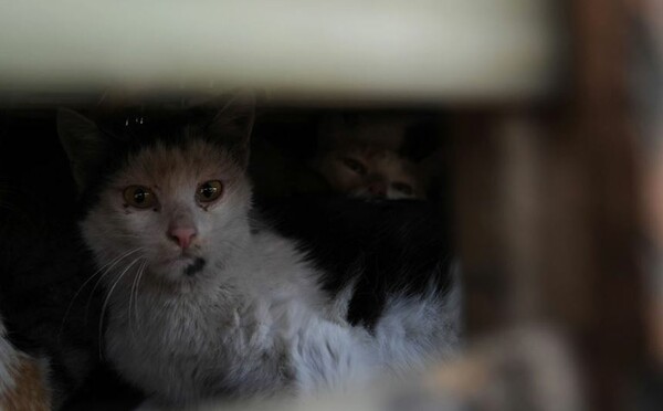 Aκτιβιστές έσωσαν 2800 γάτες από το δρόμο προς σφαγείο