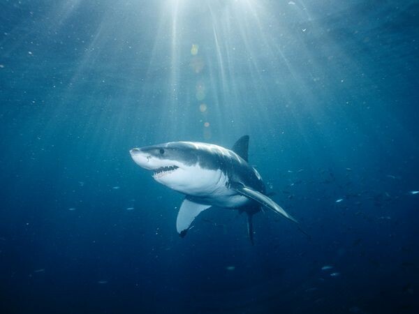 Θανάτωση κάθε καρχαρία μεγαλύτερου των τριών μέτρων