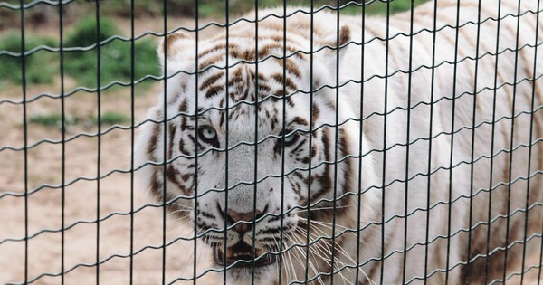Η ανθρώπινη δραστηριότητα «στριμώχνει» τα υπόλοιπα θηλαστικά του πλανήτη
