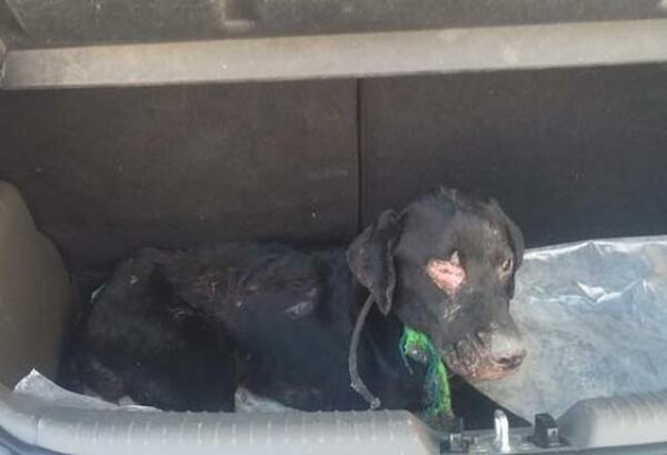 Ζωντανό βρέθηκε το σκυλάκι που έκαψαν στην Άρτα