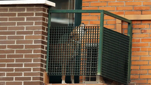 Επεισόδια στην Ισπανία μετά την ευθανασία στον σκύλο της ασθενούς με Έμπολα