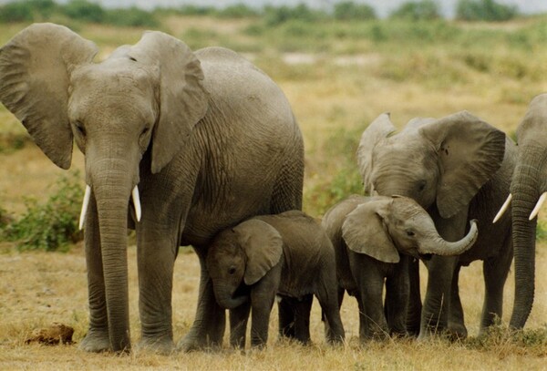 20.000 ελέφαντες της Αφρικής έπεσαν θύματα λαθροθηρίας