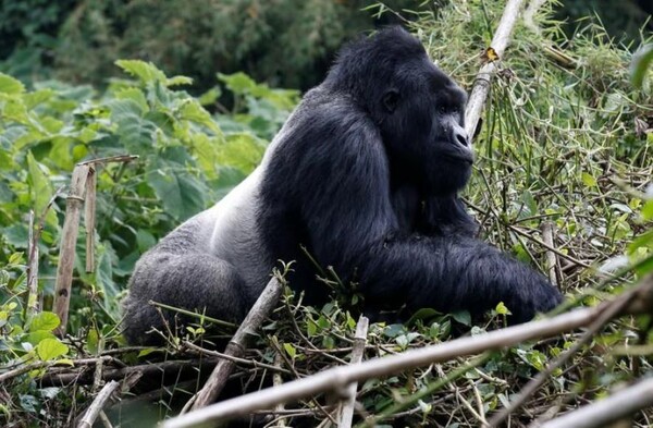 Οι ορεινοί γορίλες παραμένουν είδος υπό εξαφάνιση αλλά η Ρουάντα θα ανακοινώσει την αύξηση του πληθυσμού τους