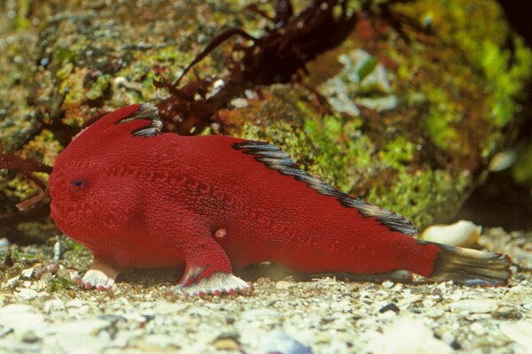 Ένα σπάνιο είδος ψαριών «αντέχει ακόμα» στην Τασμανία