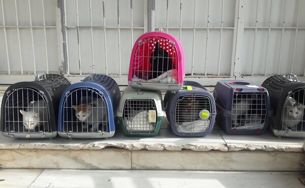 Οι κρατούμενες των φυλακών Κορυδαλλού έχουν «υιοθετήσει» 45 γάτες και χρειάζονται τη βοήθειά μας