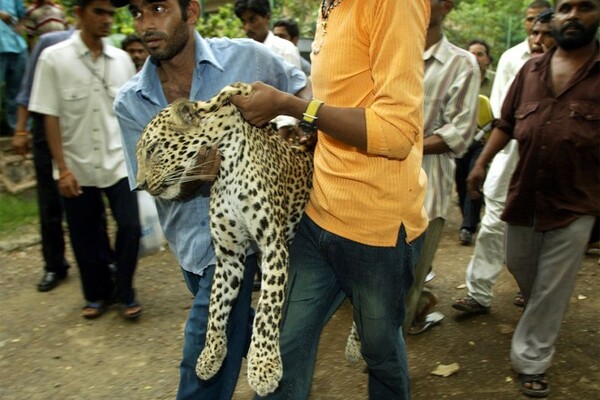 Λεοπάρδαλη προκαλεί πανικό σε χωριό στην Ινδία