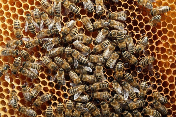 ΗΠΑ: Εκατοντάδες χιλιάδες μέλισσες επιτέθηκαν σε εργαζόμενους