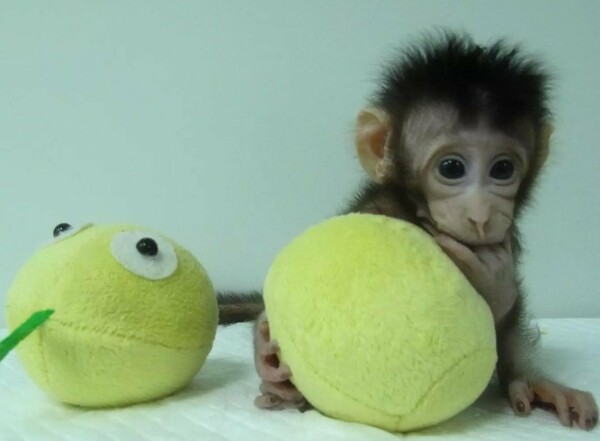 Η πρώτη κλωνοποίηση μαϊμούδων μόλις ανακοινώθηκε - Δέος και αντιδράσεις για το αμφιλεγόμενο επιστημονικό ορόσημο