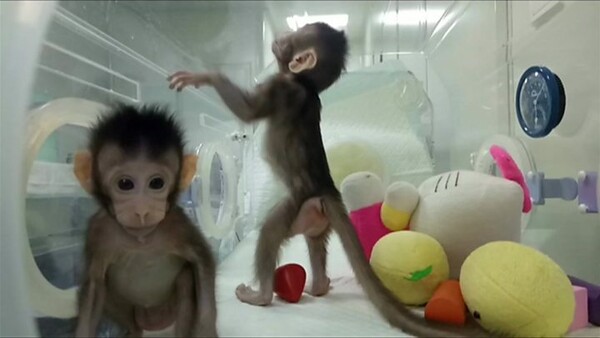 Η πρώτη κλωνοποίηση μαϊμούδων μόλις ανακοινώθηκε - Δέος και αντιδράσεις για το αμφιλεγόμενο επιστημονικό ορόσημο