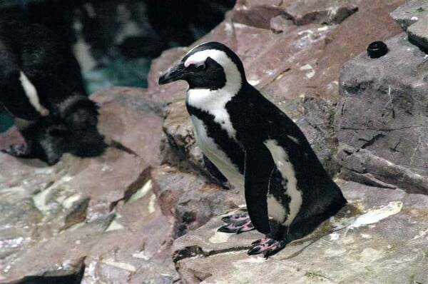 Αποκωδικοποιήθηκε κρυφή γλώσσα των πιγκουίνων