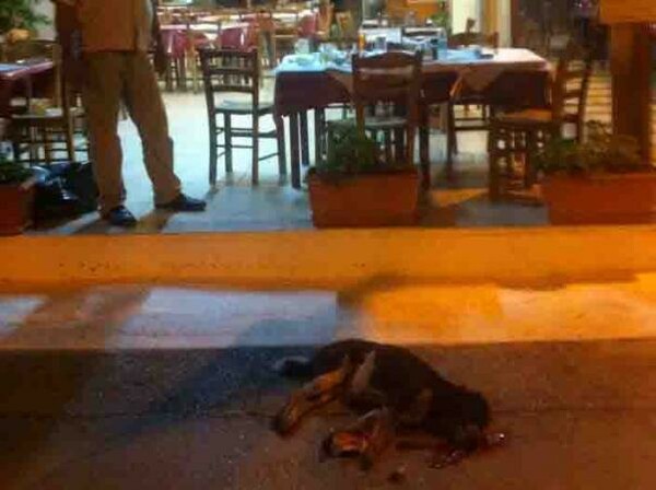 Στο ευρωδικαστήριο η υπόθεση της δολοφονίας του σκύλου στα Ν. Στύρα