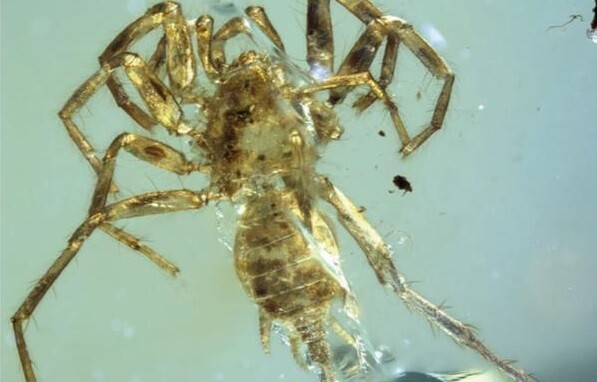 Εντοπίσθηκε μέσα σε κεχριμπάρι 100 εκατομμυρίων ετών η πρώτη αράχνη με ουρά