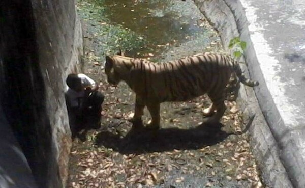 Ινδία: Λευκή τίγρης κατασπάραξε φοιτητή