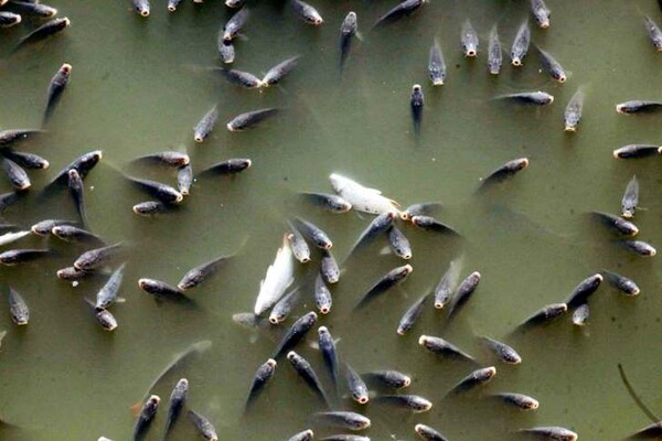 Νέκρά ψάρια εντοπίστηκαν στο Θερμαϊκό Κόλπο