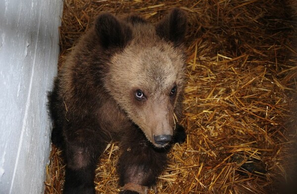To αρκουδάκι που βρέθηκε πυροβολημένο στο Μέτσοβο δεν κινδυνεύει πια