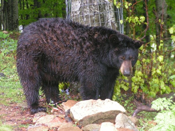 Πέθανε η ηλικιωμένη αρκούδα του Αρκτούρου