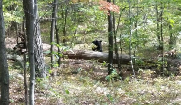 22χρονος πεζοπόρος φωτογράφισε την αρκούδα που τον σκότωσε