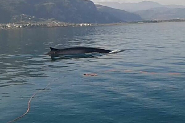 Πτεροφάλαινα εντοπίστηκε στα Καμένα Βούρλα