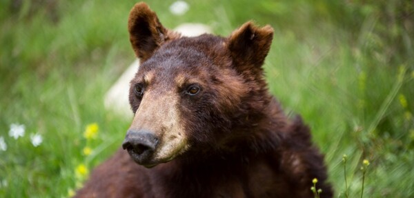 Πέθανε η ηλικιωμένη αρκούδα του Αρκτούρου
