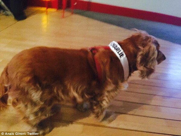 Μια σκυλίτσα βουβός μάρτυρας της σφαγής στο Charlie Hebdo