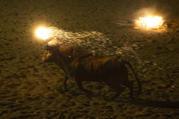 Στη δημοσιότητα σκληρές εικόνες από το φεστιβάλ με τον φλεγόμενο ταύρο