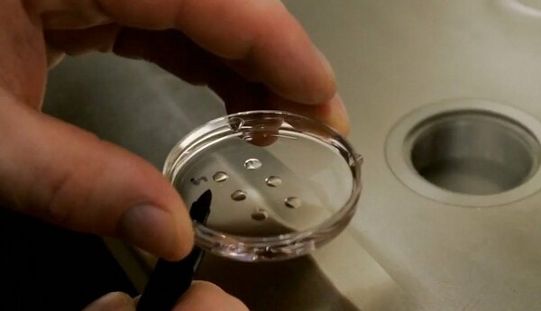 Επιστήμονες δημιούργησαν τα πρώτα έμβρυα προβάτων που περιέχουν ανθρώπινα κύτταρα