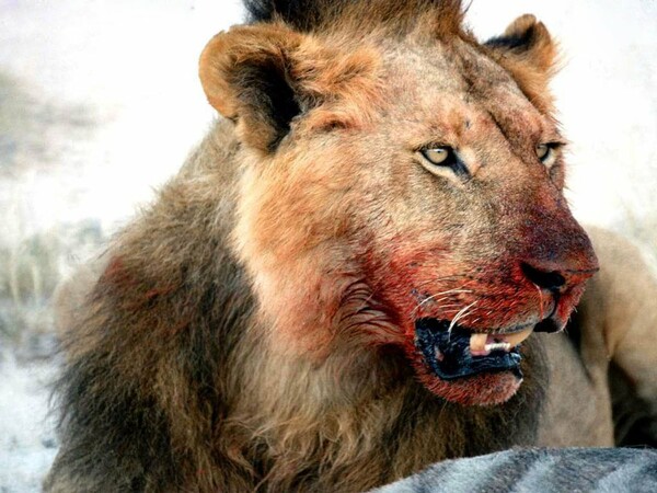 Λιοντάρια κατασπάραξαν λαθροκυνηγό στην Αφρική