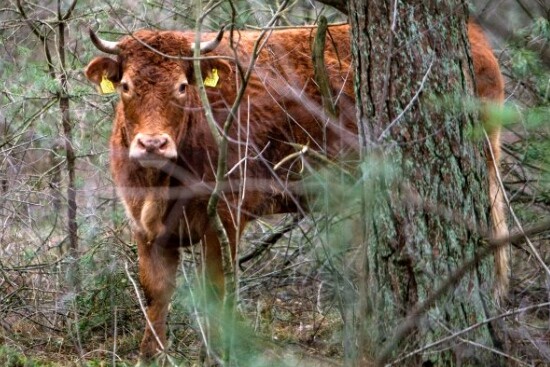 Σε πανσιόν ζώων η αγελάδα που κρύφτηκε στο δάσος για να γλιτώσει τη σφαγή